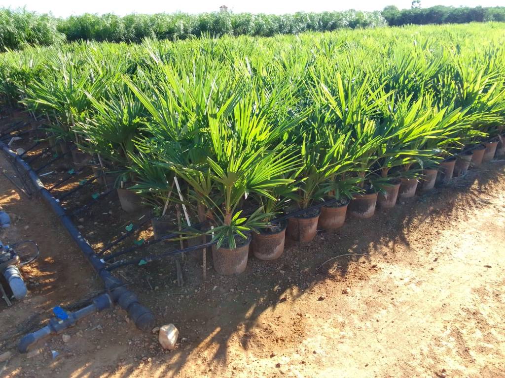 Buy palm trees Spain Mallorca Ibiza Menorca